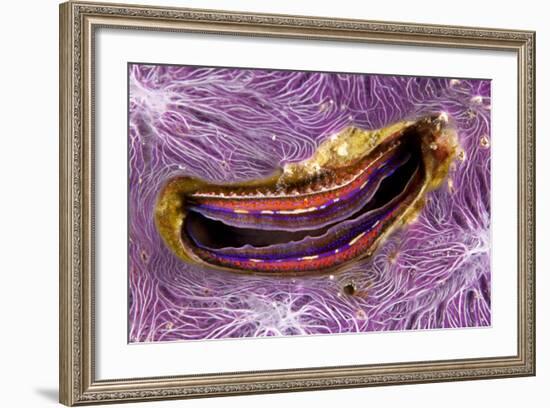 Bivalve Scallop (Pedum Spondyloideum) Inside A Coral Covered With Purple Sponge-Franco Banfi-Framed Photographic Print