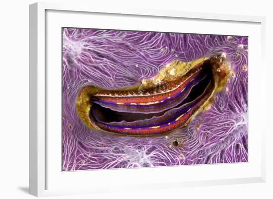 Bivalve Scallop (Pedum Spondyloideum) Inside A Coral Covered With Purple Sponge-Franco Banfi-Framed Photographic Print