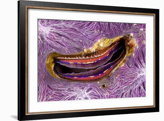 Bivalve Scallop (Pedum Spondyloideum) Inside A Coral Covered With Purple Sponge-Franco Banfi-Framed Photographic Print