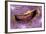 Bivalve Scallop (Pedum Spondyloideum) Inside A Coral Covered With Purple Sponge-Franco Banfi-Framed Photographic Print