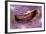 Bivalve Scallop (Pedum Spondyloideum) Inside A Coral Covered With Purple Sponge-Franco Banfi-Framed Photographic Print