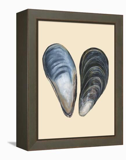 Bivalve Shells I-Michael Willett-Framed Stretched Canvas