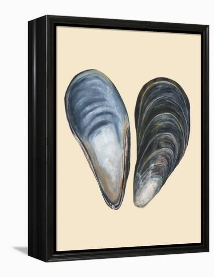 Bivalve Shells I-Michael Willett-Framed Stretched Canvas