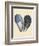 Bivalve Shells I-Michael Willett-Framed Premium Giclee Print