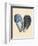 Bivalve Shells I-Michael Willett-Framed Premium Giclee Print