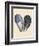 Bivalve Shells I-Michael Willett-Framed Premium Giclee Print