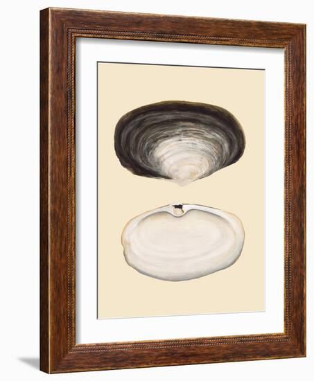 Bivalve Shells II-Michael Willett-Framed Art Print