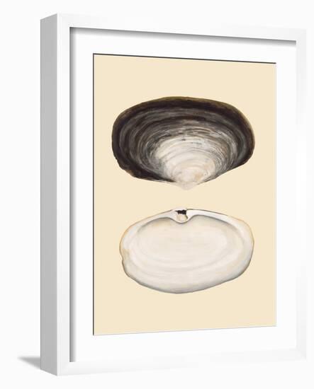 Bivalve Shells II-Michael Willett-Framed Art Print