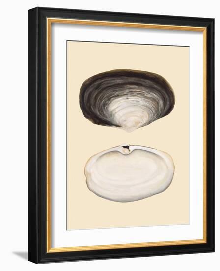 Bivalve Shells II-Michael Willett-Framed Art Print