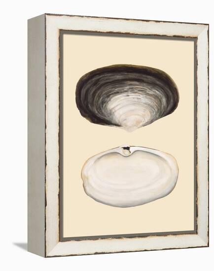 Bivalve Shells II-Michael Willett-Framed Stretched Canvas