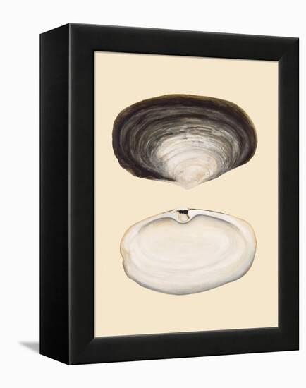 Bivalve Shells II-Michael Willett-Framed Stretched Canvas