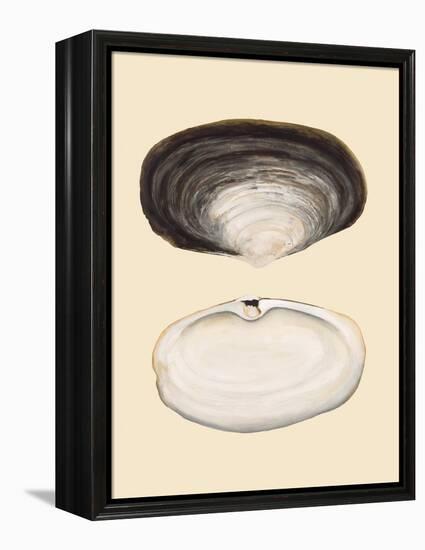 Bivalve Shells II-Michael Willett-Framed Stretched Canvas