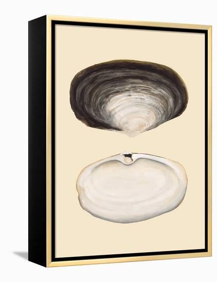 Bivalve Shells II-Michael Willett-Framed Stretched Canvas