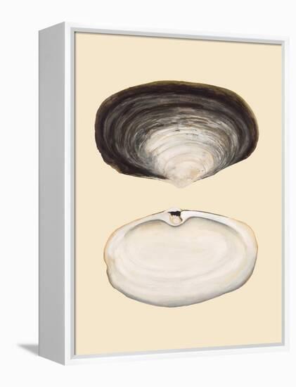 Bivalve Shells II-Michael Willett-Framed Stretched Canvas