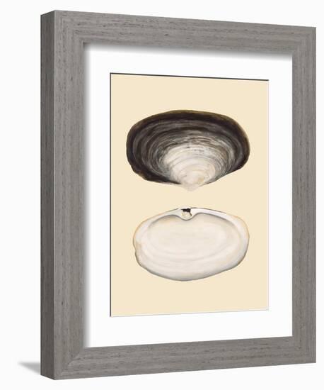 Bivalve Shells II-Michael Willett-Framed Premium Giclee Print