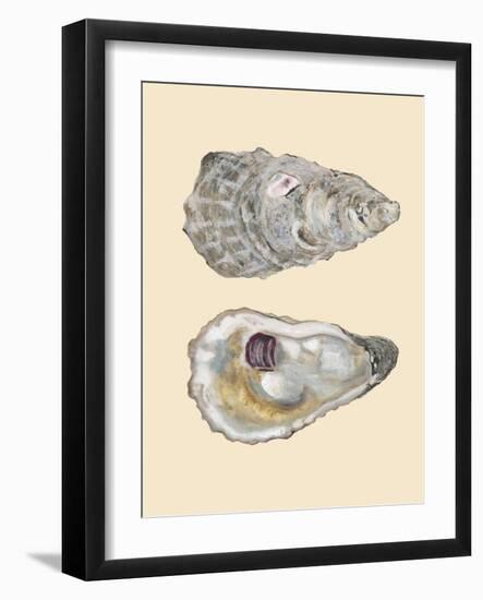 Bivalve Shells IV-Michael Willett-Framed Art Print