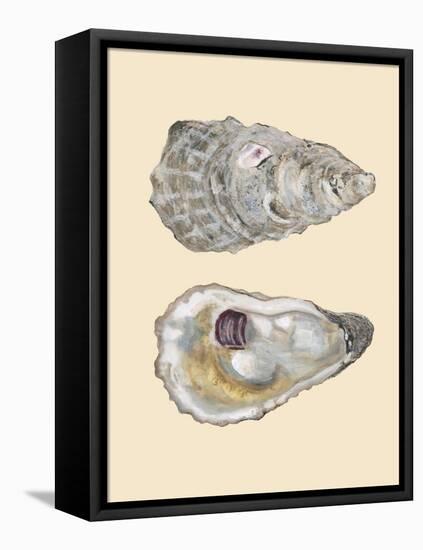 Bivalve Shells IV-Michael Willett-Framed Stretched Canvas