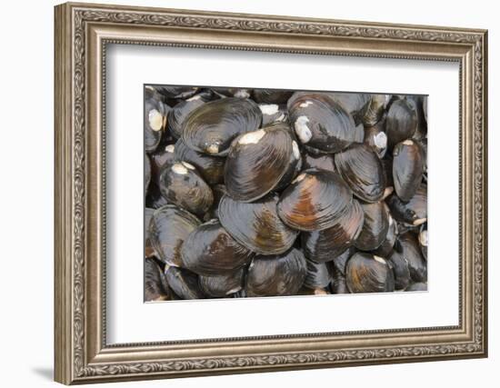 Bivalves for Sale (Kai), Suva Sea Food Market, Suva, Viti Levu, Fiji-Pete Oxford-Framed Photographic Print