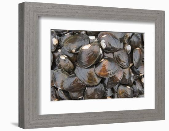 Bivalves for Sale (Kai), Suva Sea Food Market, Suva, Viti Levu, Fiji-Pete Oxford-Framed Photographic Print