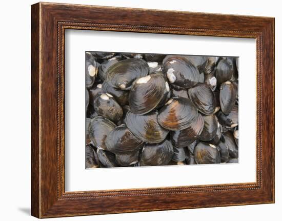 Bivalves for Sale (Kai), Suva Sea Food Market, Suva, Viti Levu, Fiji-Pete Oxford-Framed Photographic Print