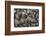 Bivalves for Sale (Kai), Suva Sea Food Market, Suva, Viti Levu, Fiji-Pete Oxford-Framed Photographic Print