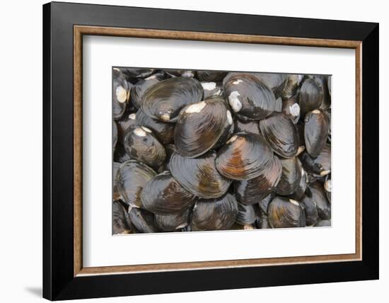 Bivalves for Sale (Kai), Suva Sea Food Market, Suva, Viti Levu, Fiji-Pete Oxford-Framed Photographic Print