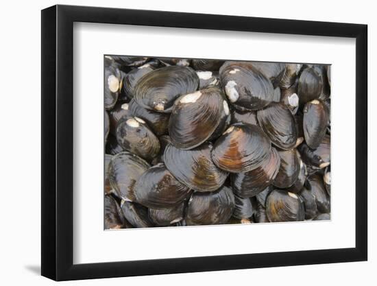 Bivalves for Sale (Kai), Suva Sea Food Market, Suva, Viti Levu, Fiji-Pete Oxford-Framed Photographic Print