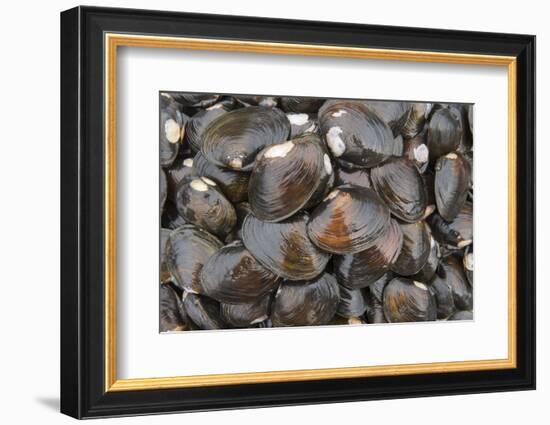 Bivalves for Sale (Kai), Suva Sea Food Market, Suva, Viti Levu, Fiji-Pete Oxford-Framed Photographic Print