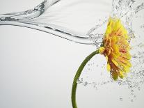 Water Splashing Daisy-Biwa-Photographic Print