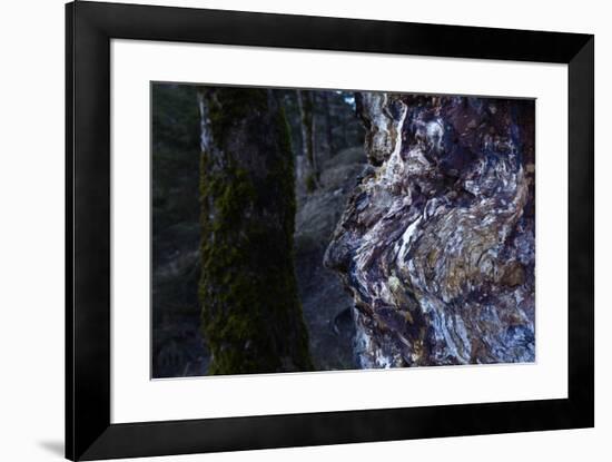 bizarre dead wood-Klaus Scholz-Framed Photographic Print