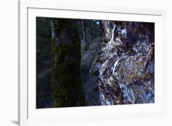 bizarre dead wood-Klaus Scholz-Framed Photographic Print