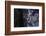 bizarre dead wood-Klaus Scholz-Framed Photographic Print