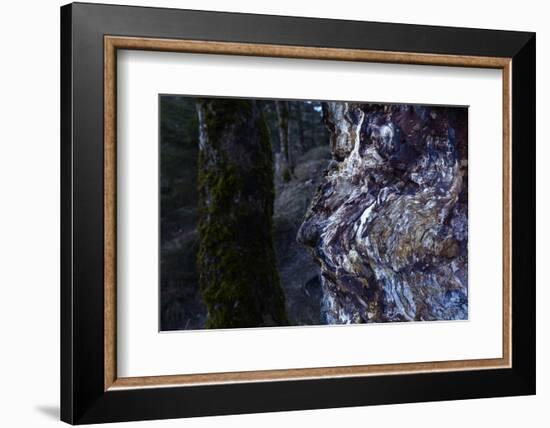 bizarre dead wood-Klaus Scholz-Framed Photographic Print