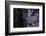 bizarre dead wood-Klaus Scholz-Framed Photographic Print