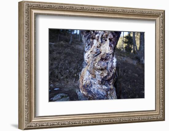 bizarre dead wood-Klaus Scholz-Framed Photographic Print