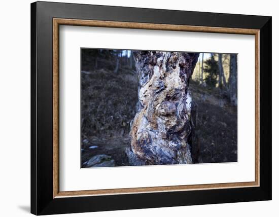 bizarre dead wood-Klaus Scholz-Framed Photographic Print