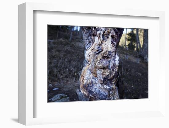 bizarre dead wood-Klaus Scholz-Framed Photographic Print