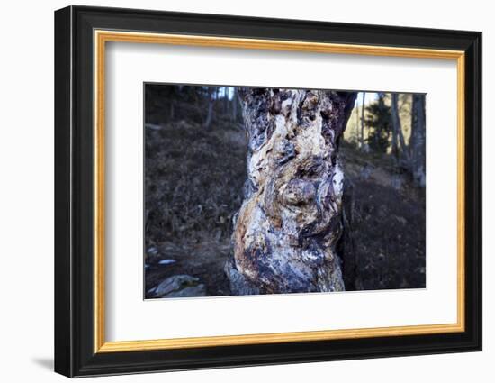 bizarre dead wood-Klaus Scholz-Framed Photographic Print