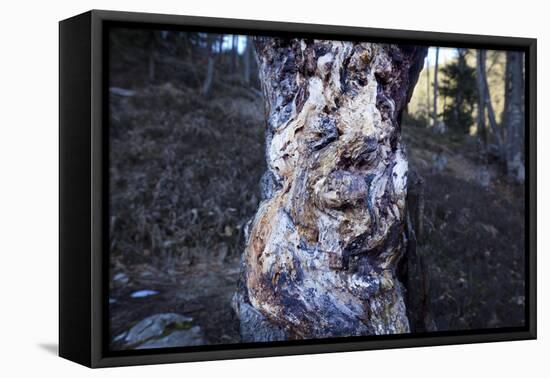 bizarre dead wood-Klaus Scholz-Framed Premier Image Canvas