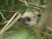 European Hedgehog-Bjorn Svensson-Photographic Print