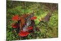 Photographic Print