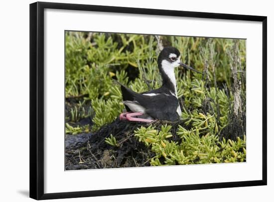 Bkack-Necked Stilt Broods Eggs on it's Nest-Hal Beral-Framed Photographic Print