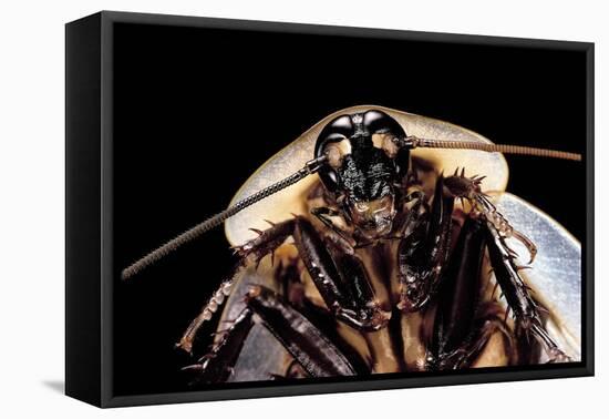 Blaberus Giganteus (Giant Cockroach)-Paul Starosta-Framed Premier Image Canvas