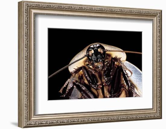 Blaberus Giganteus (Giant Cockroach)-Paul Starosta-Framed Photographic Print