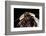 Blaberus Giganteus (Giant Cockroach)-Paul Starosta-Framed Photographic Print