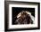 Blaberus Giganteus (Giant Cockroach)-Paul Starosta-Framed Photographic Print