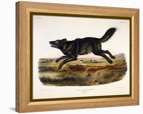 Black American Wolf, Male, 1845-John Woodhouse Audubon-Framed Premier Image Canvas