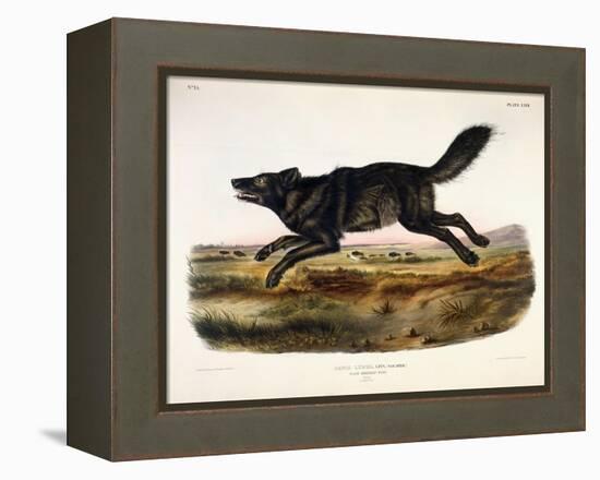 Black American Wolf, Male, 1845-John Woodhouse Audubon-Framed Premier Image Canvas