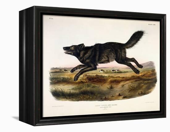 Black American Wolf, Male, 1845-John Woodhouse Audubon-Framed Premier Image Canvas