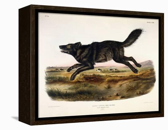 Black American Wolf, Male, 1845-John Woodhouse Audubon-Framed Premier Image Canvas